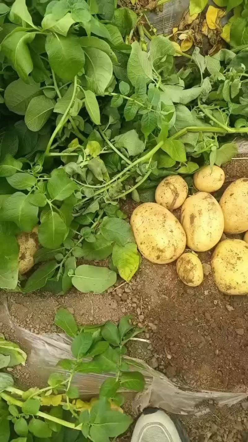 绥中土豆大量上市沃土v7实验一号皮毛亮