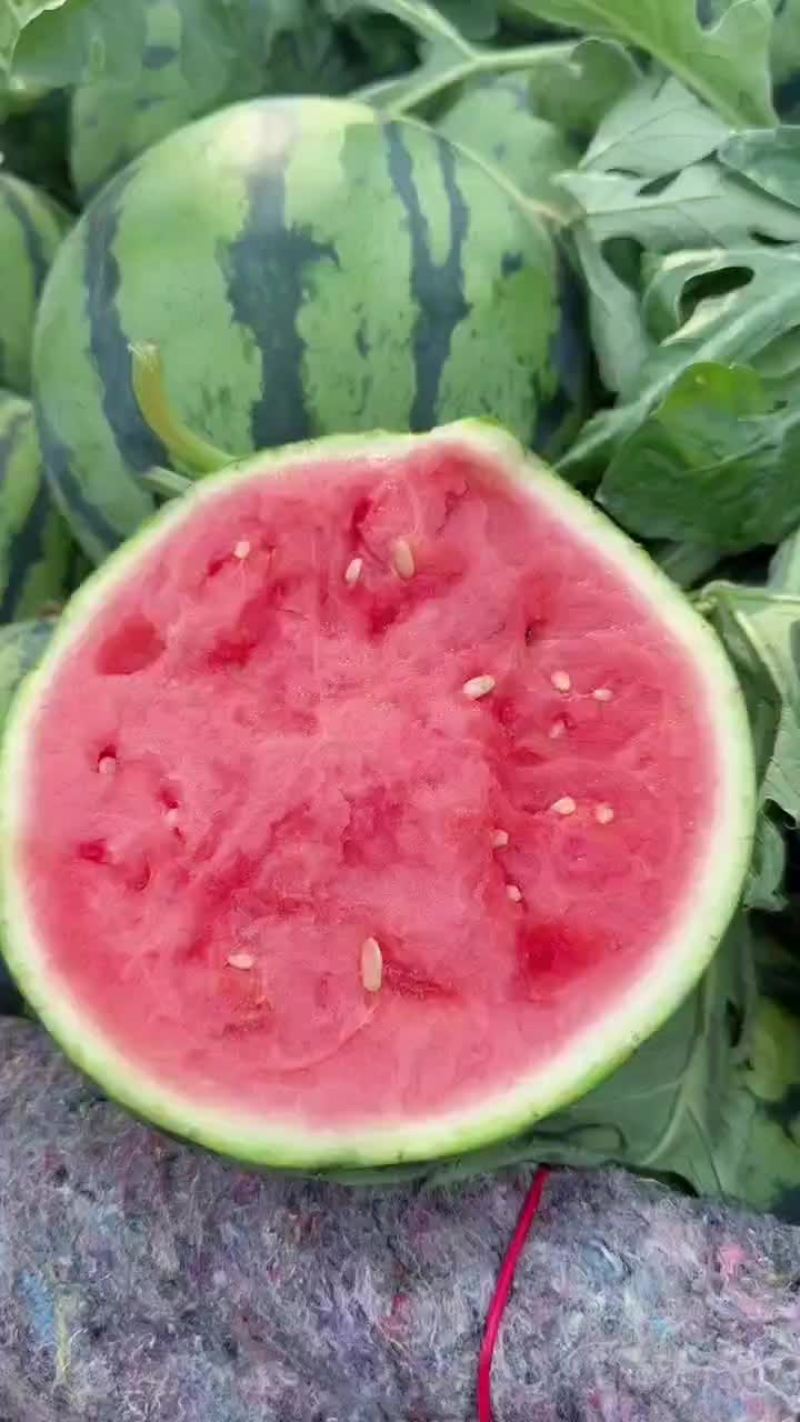 精品头茬无籽美都