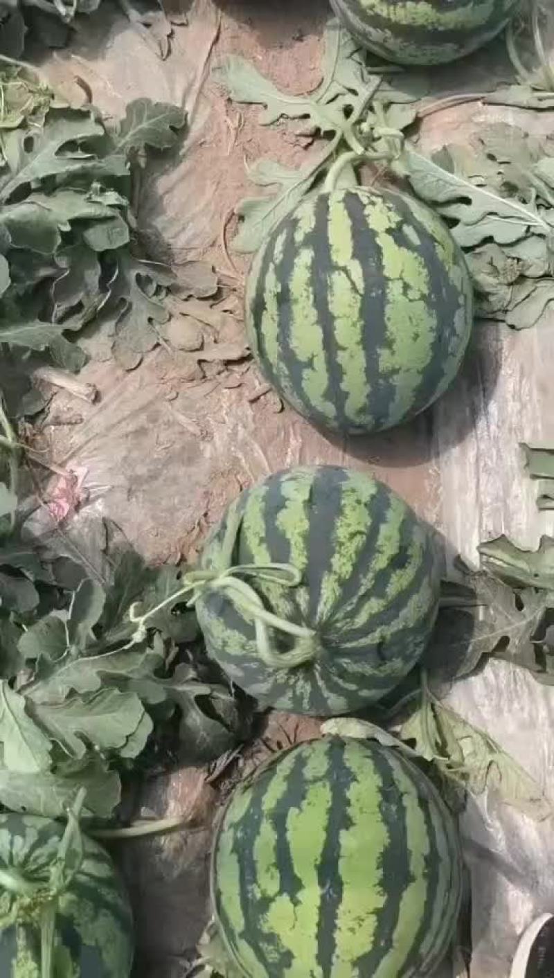 精品头茬无籽美都