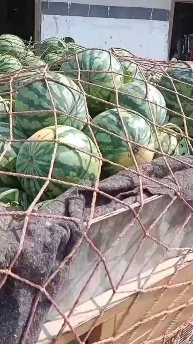 精品头茬无籽美都