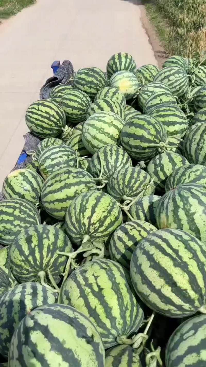 精品头茬无籽美都