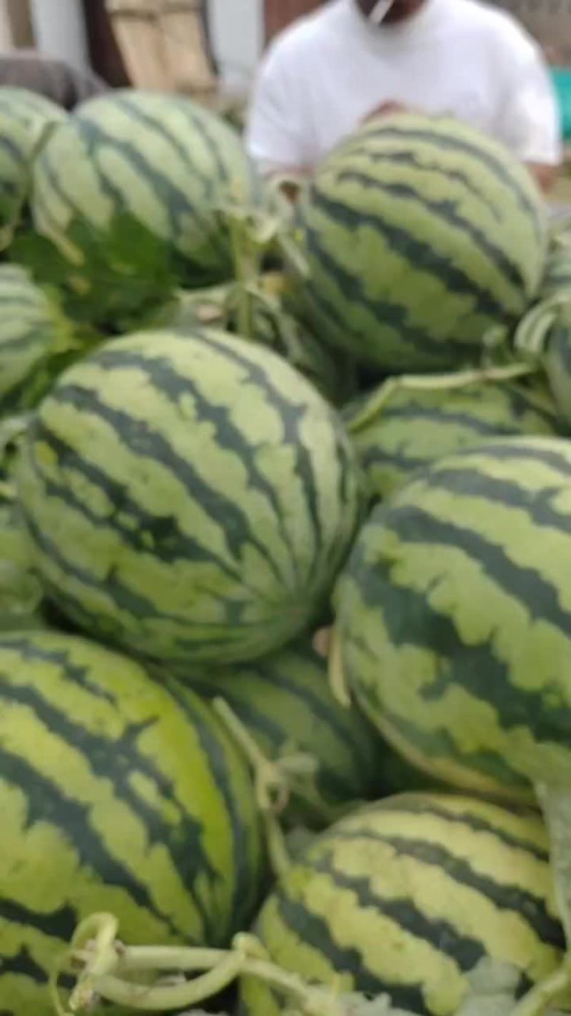 精品头茬无籽美都