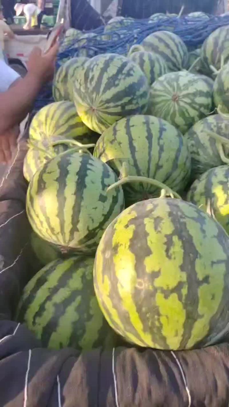 精品头茬无籽美都