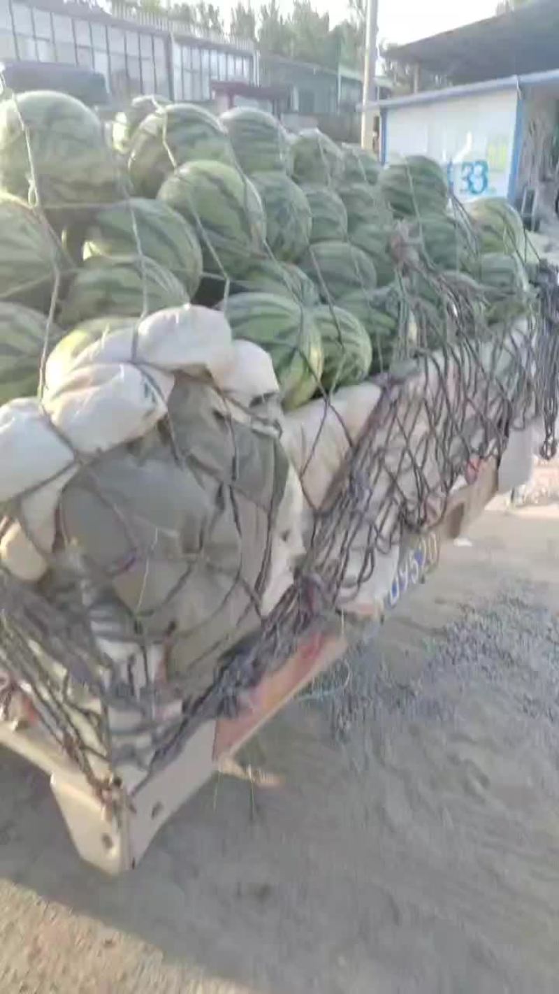 精品头茬无籽美都