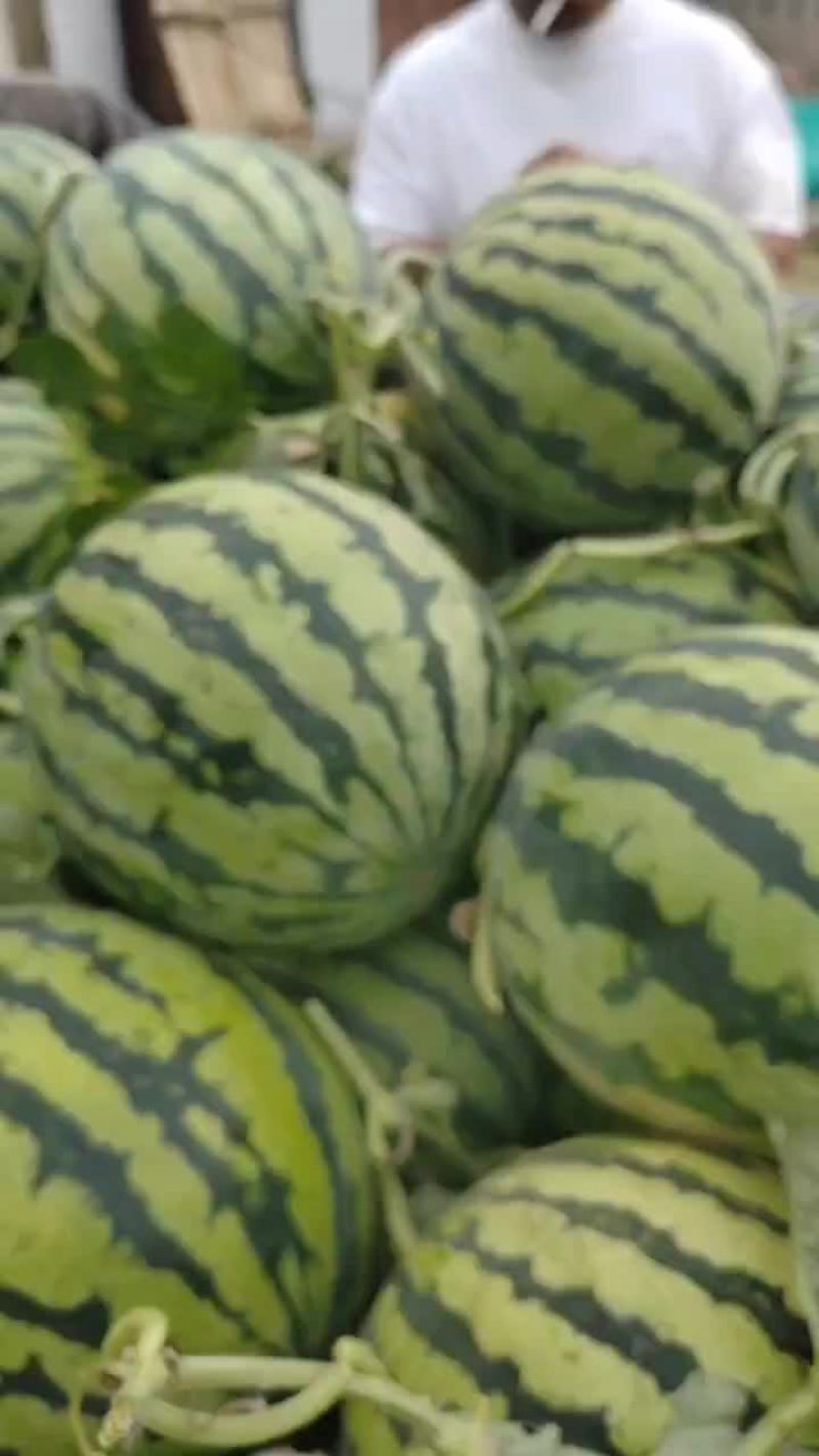精品头茬无籽美都