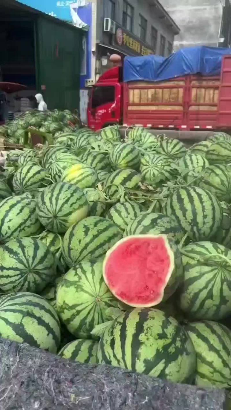 精品头茬无籽美都