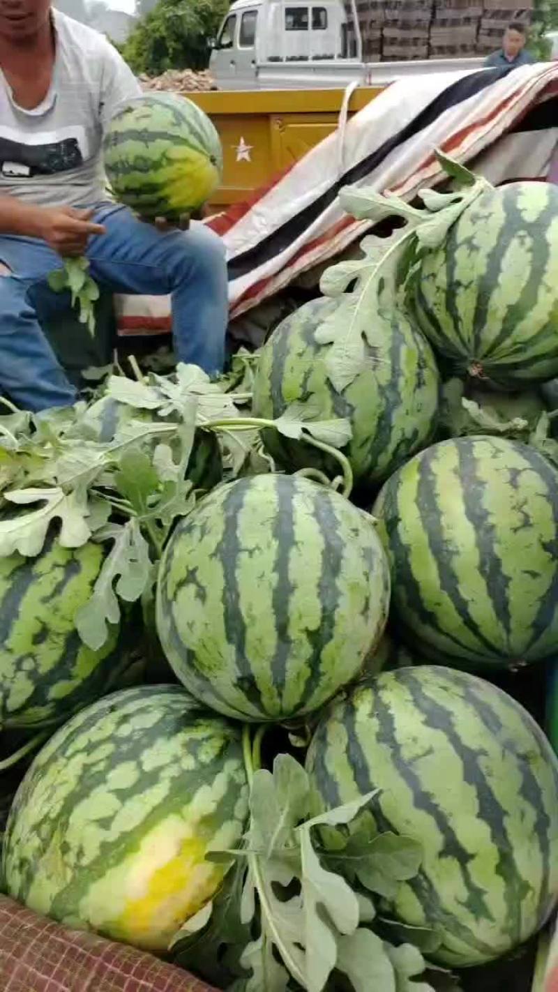精品头茬无籽美都