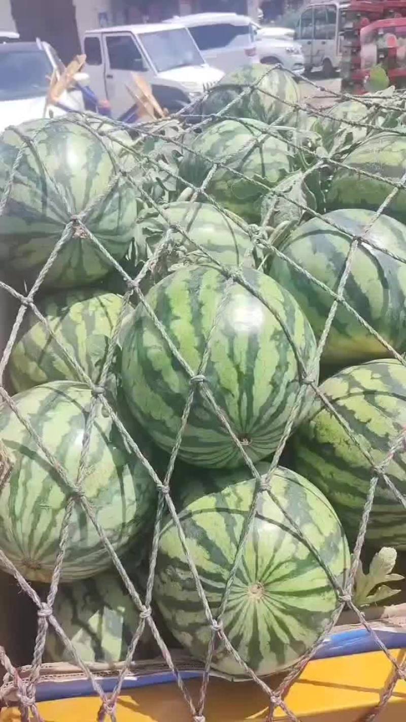 精品头茬无籽美都