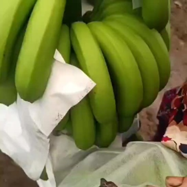 香蕉