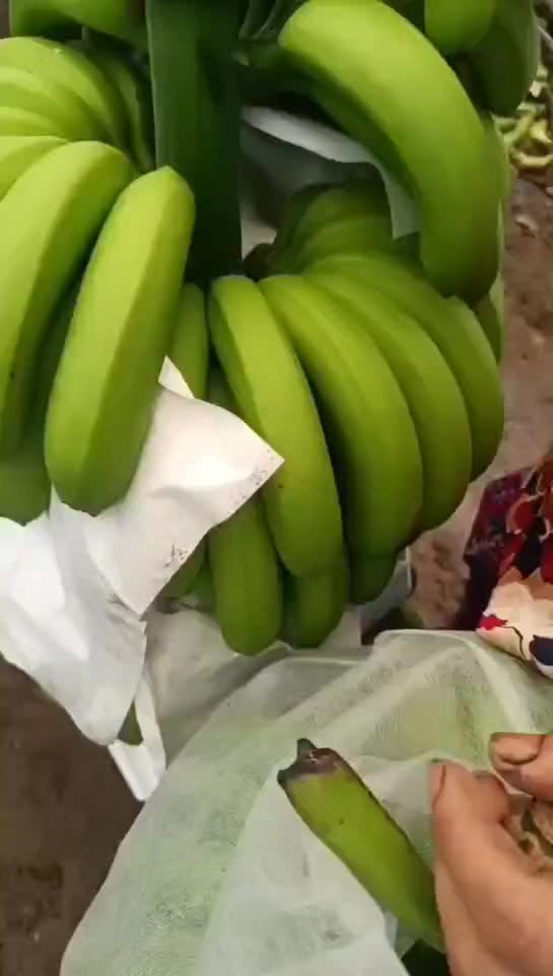 香蕉