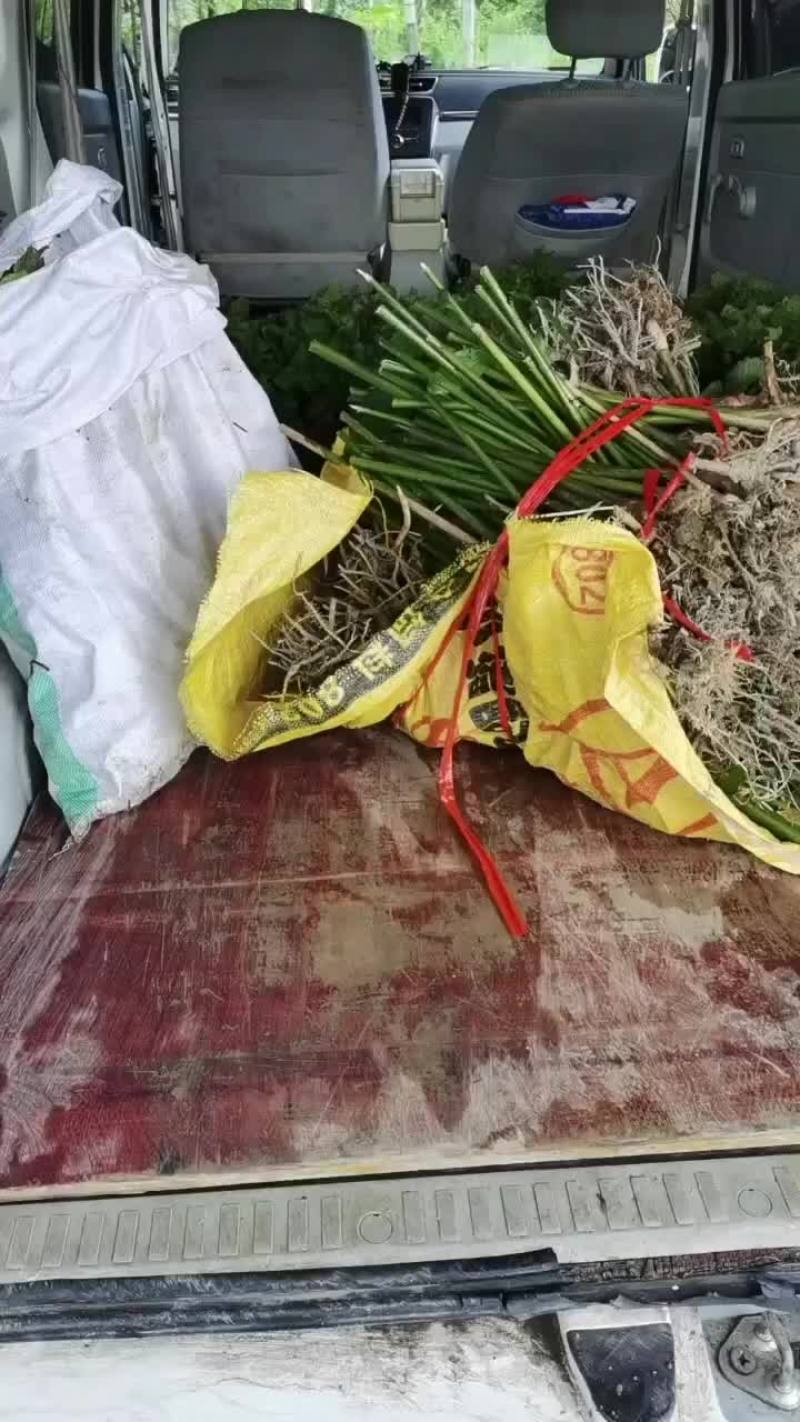 正宗春砂仁苗，老苗已经结果了。成活率高