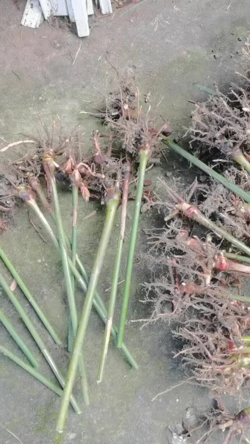 正宗春砂仁苗，老苗已经结果了。成活率高