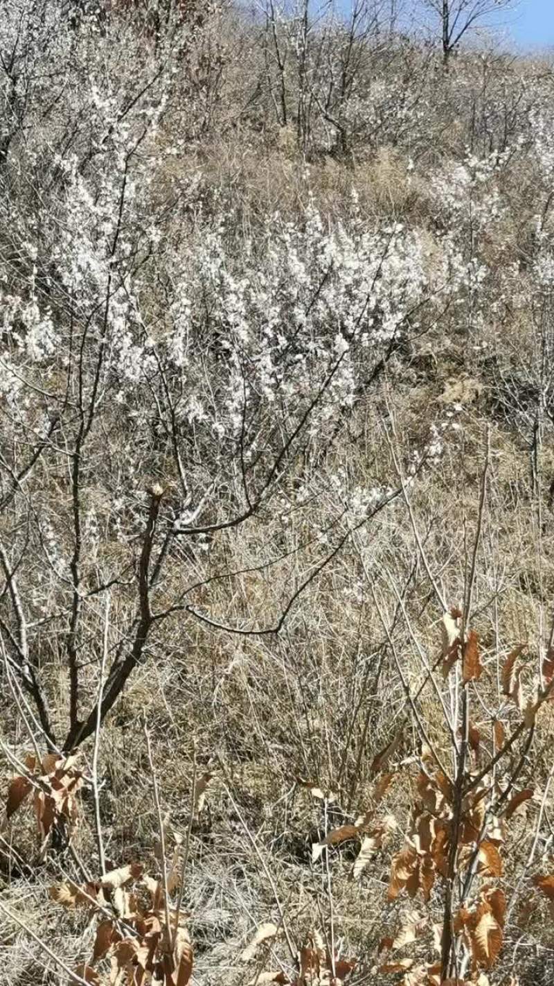 秦皇岛4片山地低价转让
