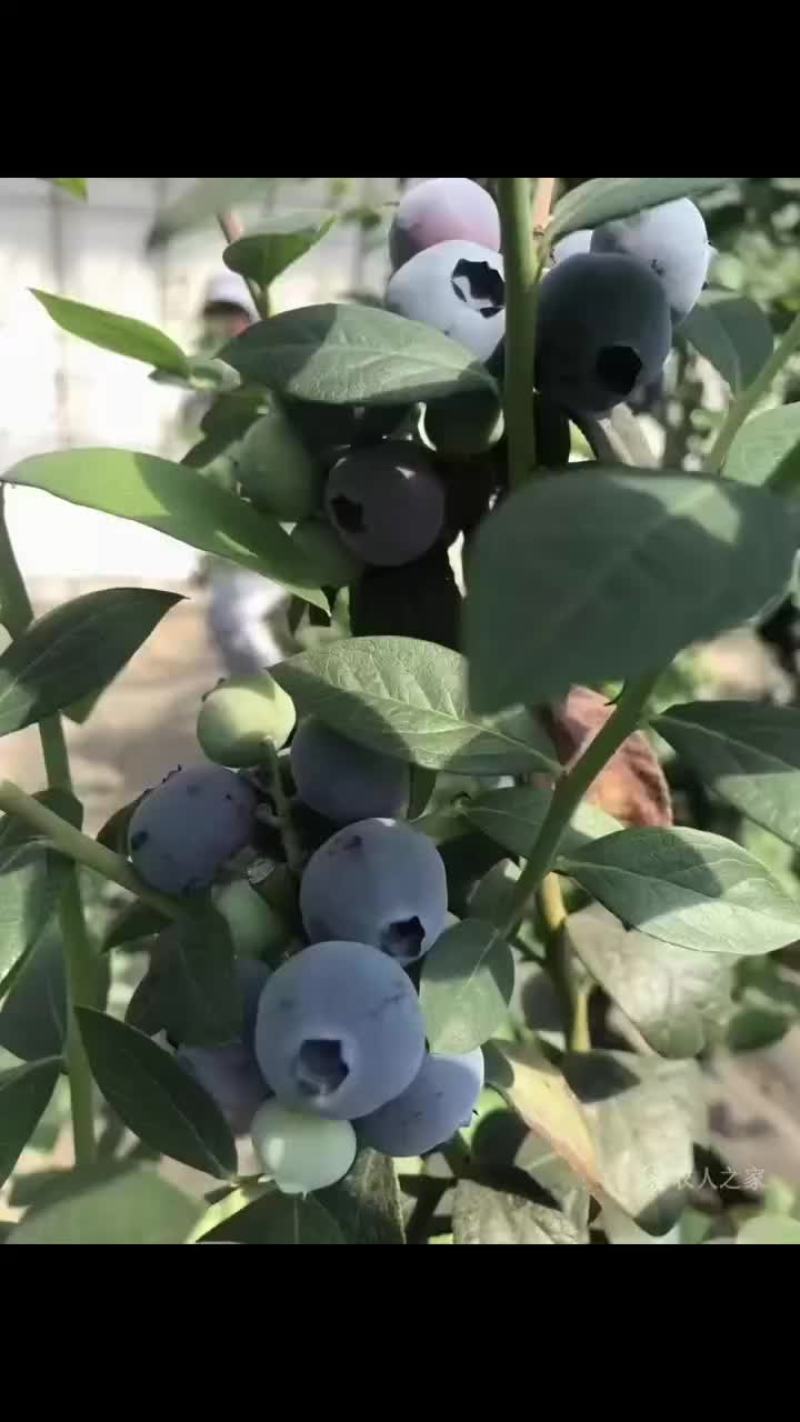 大量蓝莓上市