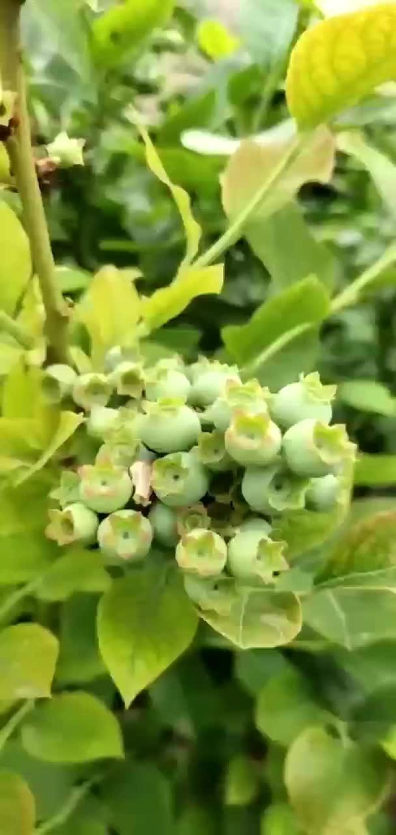 大量蓝莓上市