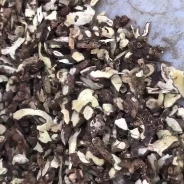 淫羊藿头切片