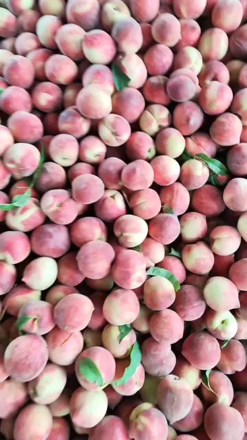 湖北毛桃突围/春雪/红不软产地供货一手货源