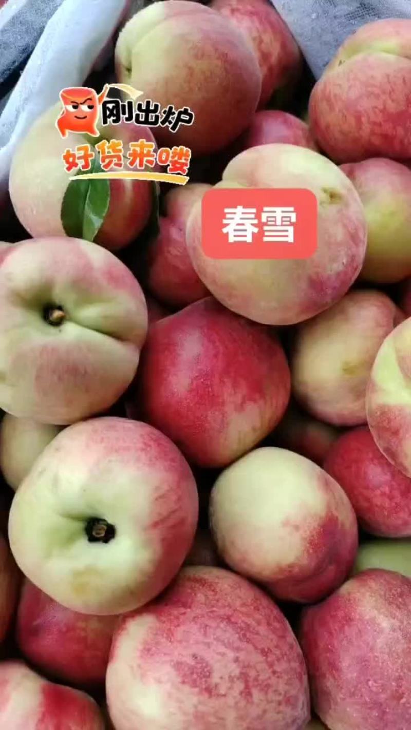 湖北毛桃突围/春雪/红不软产地供货一手货源