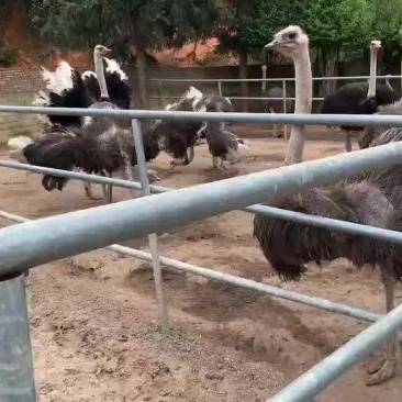 非洲