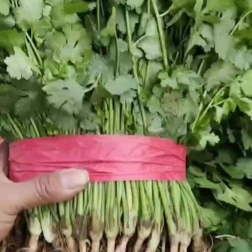 【香菜】产地精品香菜，一手货源，品质保证，量大从优