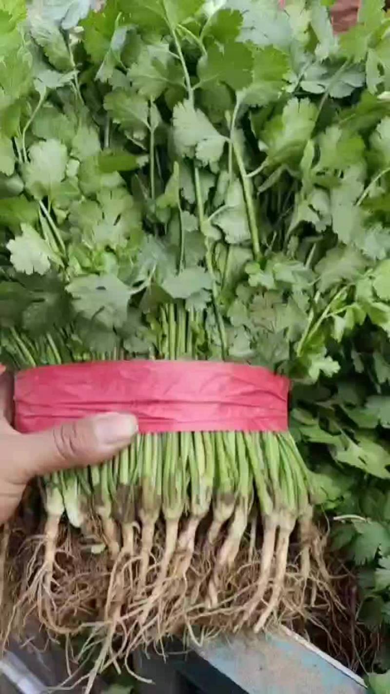 【香菜】产地精品香菜，一手货源，品质保证，量大从优