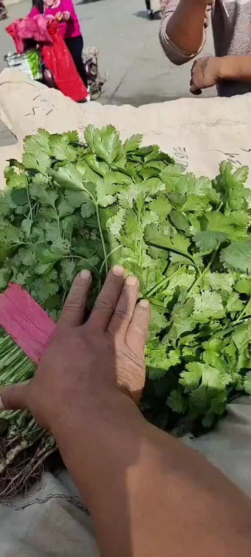 【香菜】产地精品香菜，一手货源，品质保证，量大从优