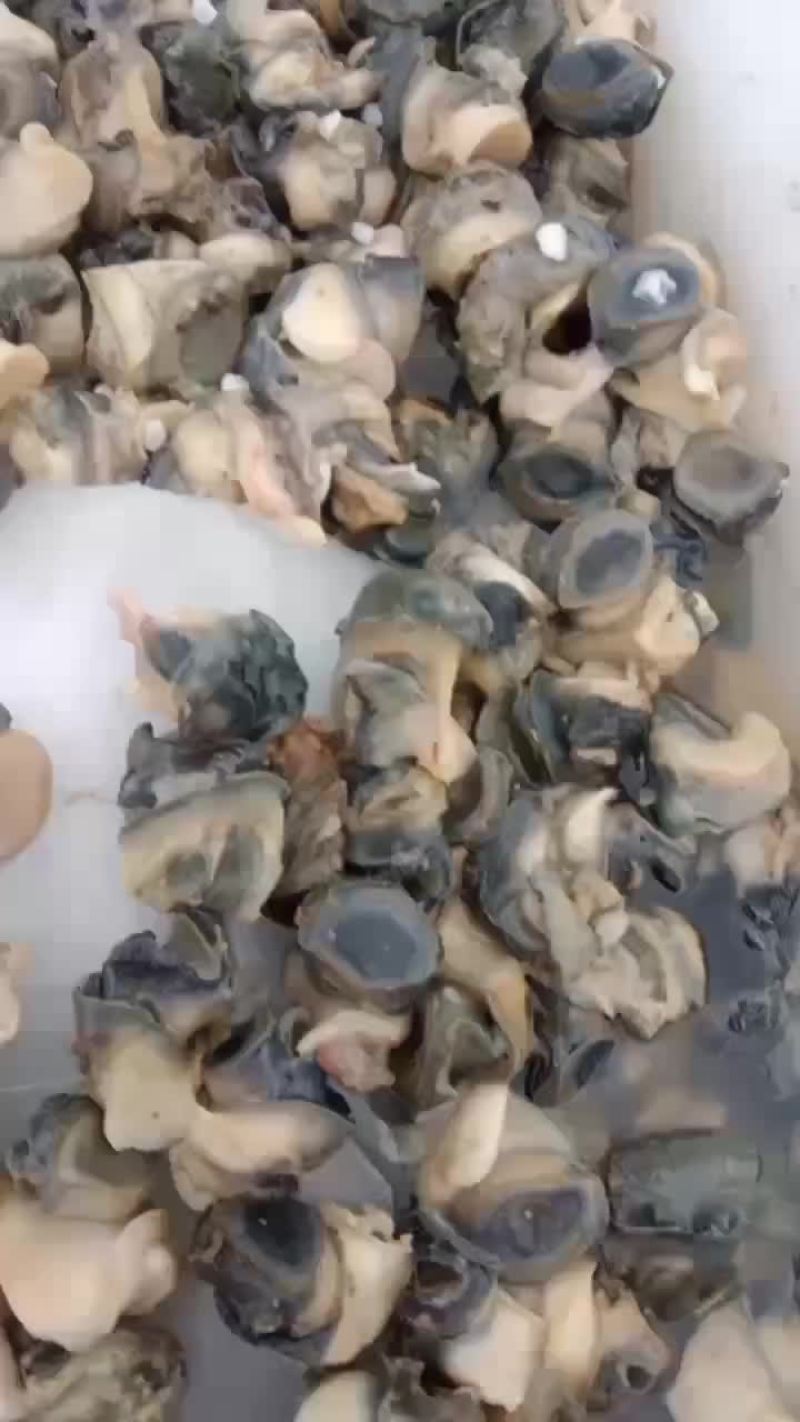 田螺肉
