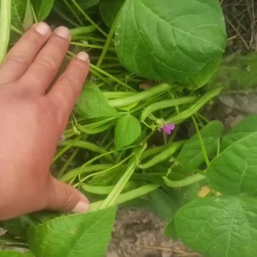 四季豆刀豆，大量上市，天天有货需要的老板可以联系价格不贵