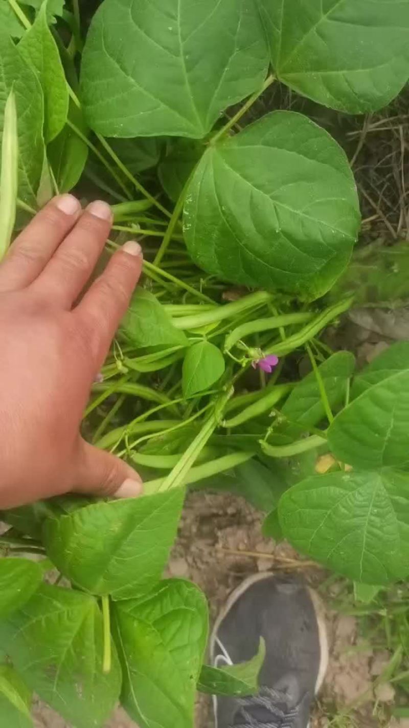 四季豆刀豆，大量上市，天天有货需要的老板可以联系价格不贵