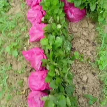 南药广藿香苗