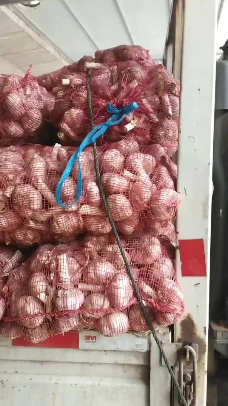 三光蒜头