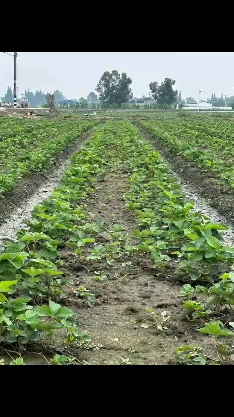 草莓苗