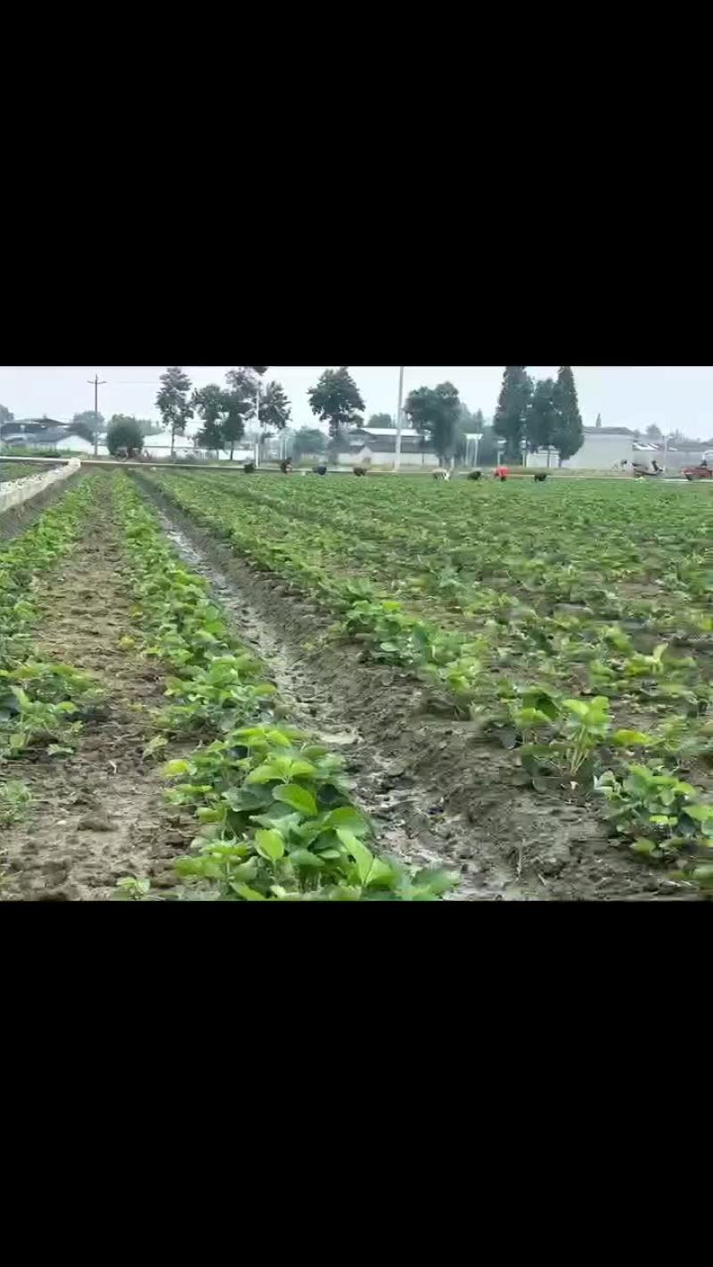 草莓苗