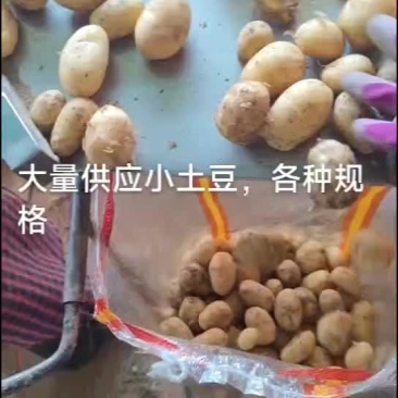精品山东迷你小土豆长期供应欢迎来电咨询