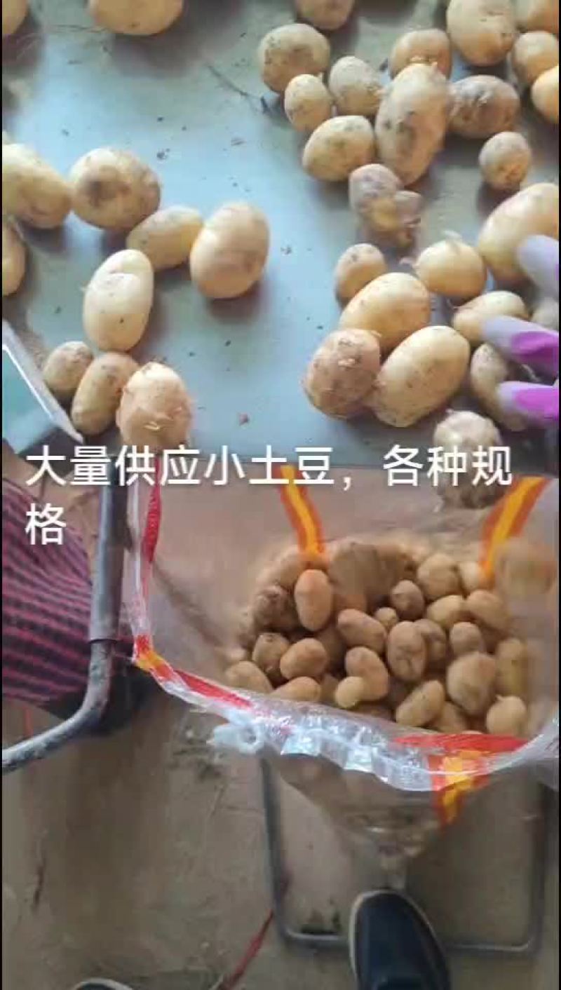 精品山东迷你小土豆长期供应欢迎来电咨询