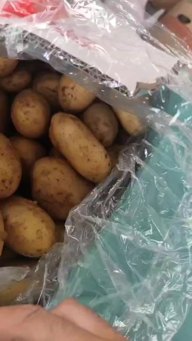 精品山东迷你小土豆长期供应欢迎来电咨询