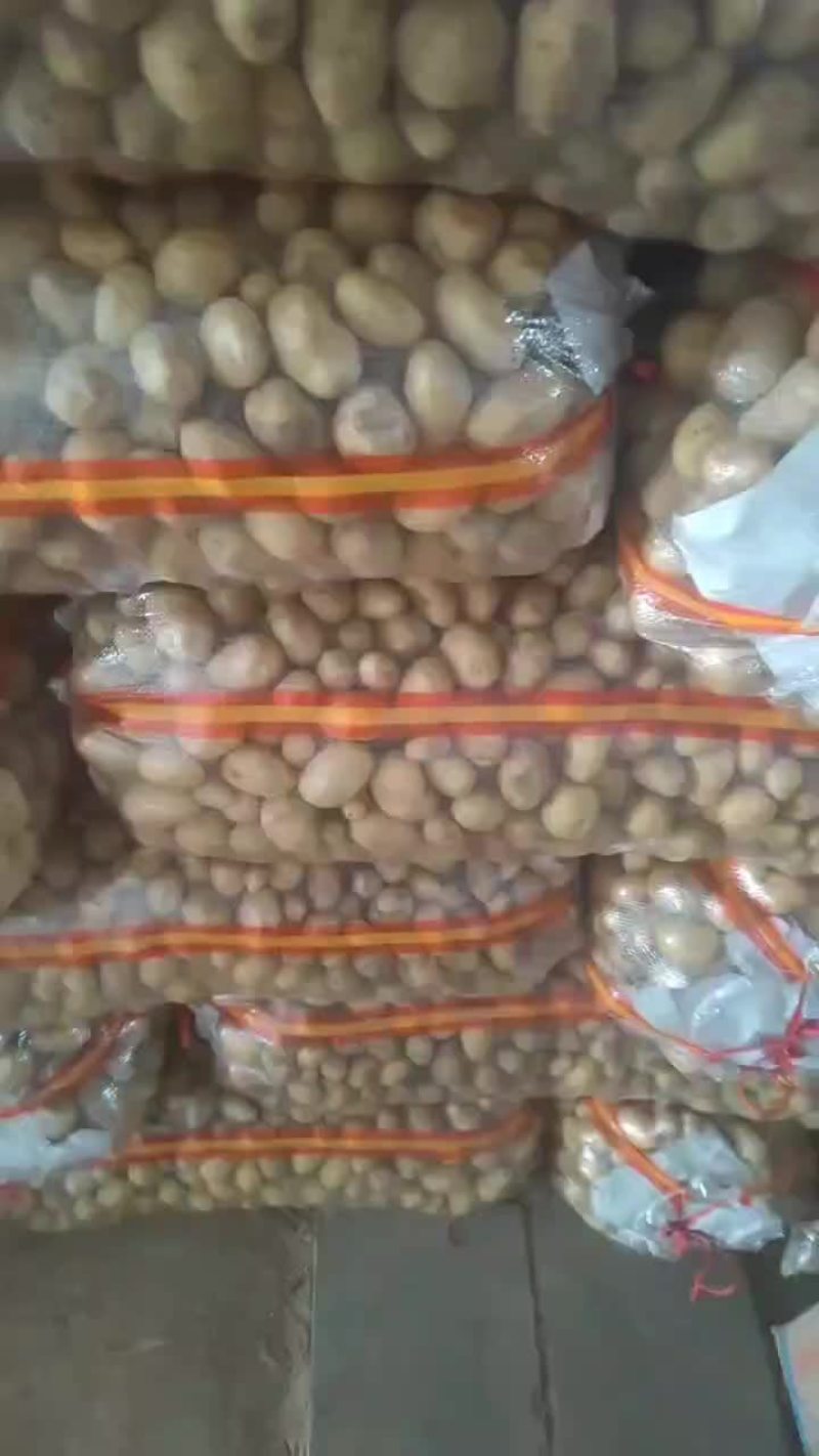 精品山东迷你小土豆长期供应欢迎来电咨询