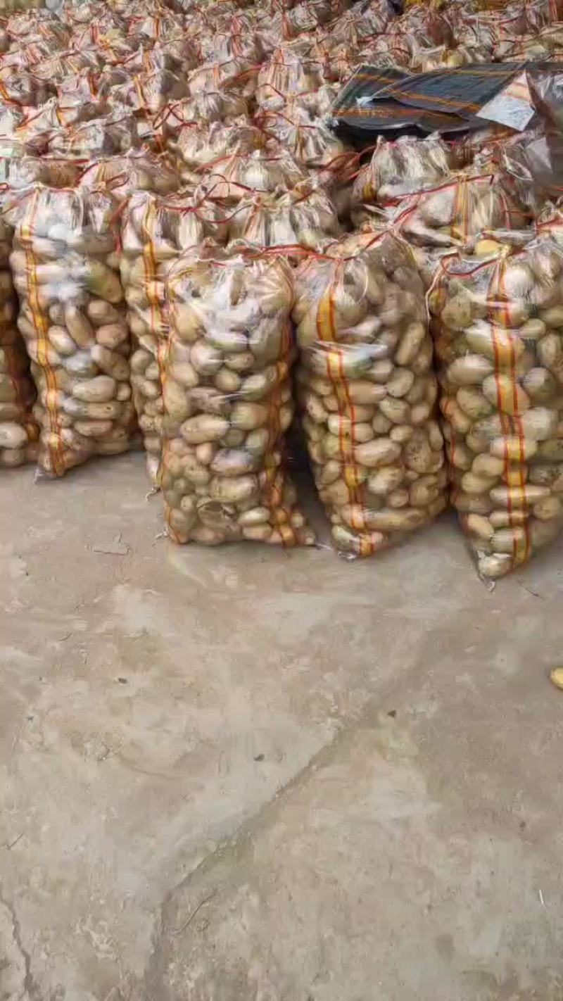 精品山东迷你小土豆长期供应欢迎来电咨询