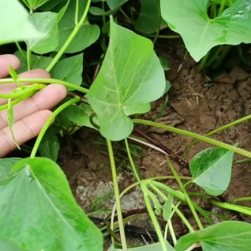 红窑红薯苗。