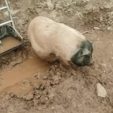 巴马香猪