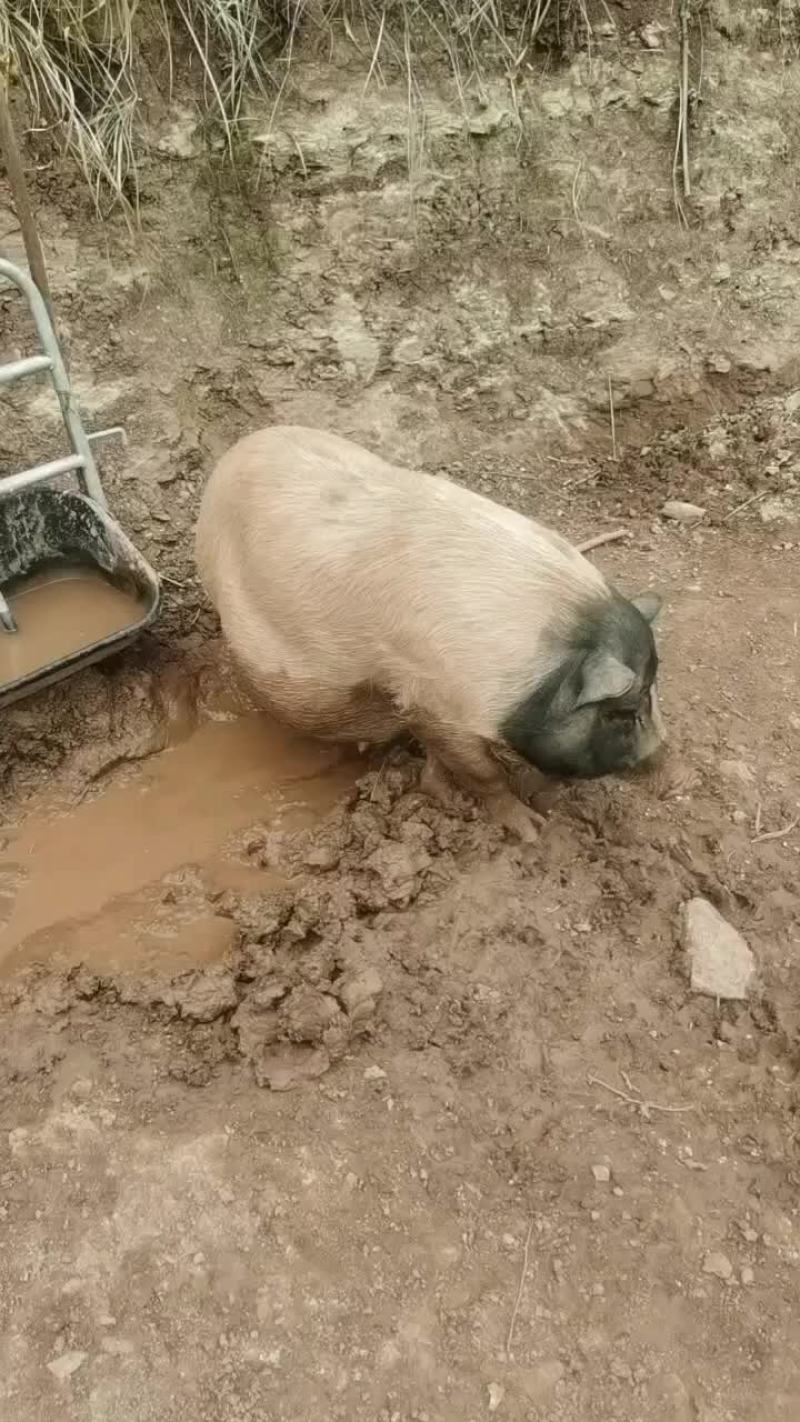 巴马香猪
