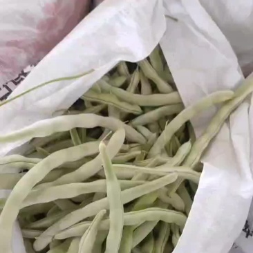 白豆角大量上市中欢迎作生意的老板请联系我诚信经营信誉合作