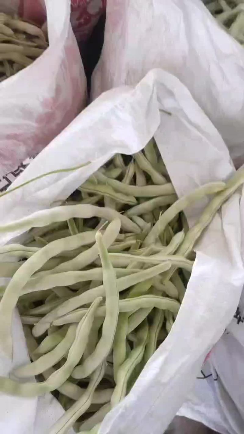 白豆角大量上市中欢迎作生意的老板请联系我诚信经营信誉合作