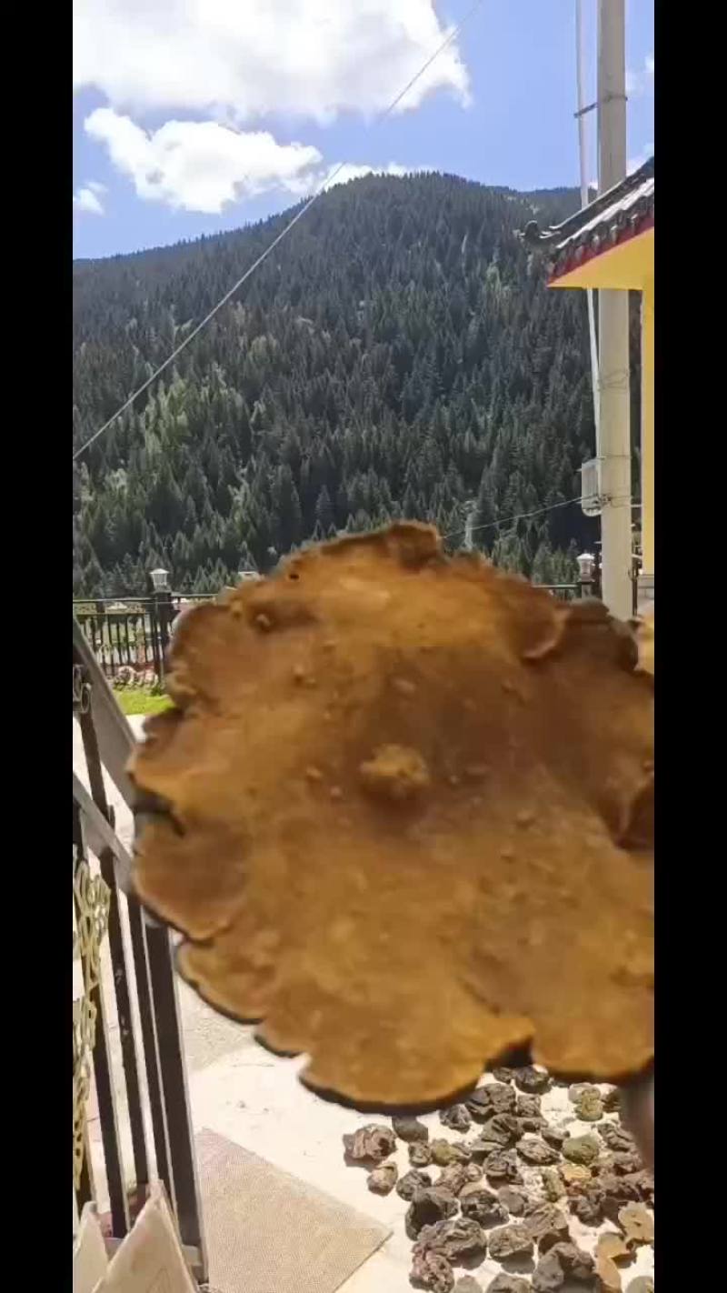 桑黄大量有货
