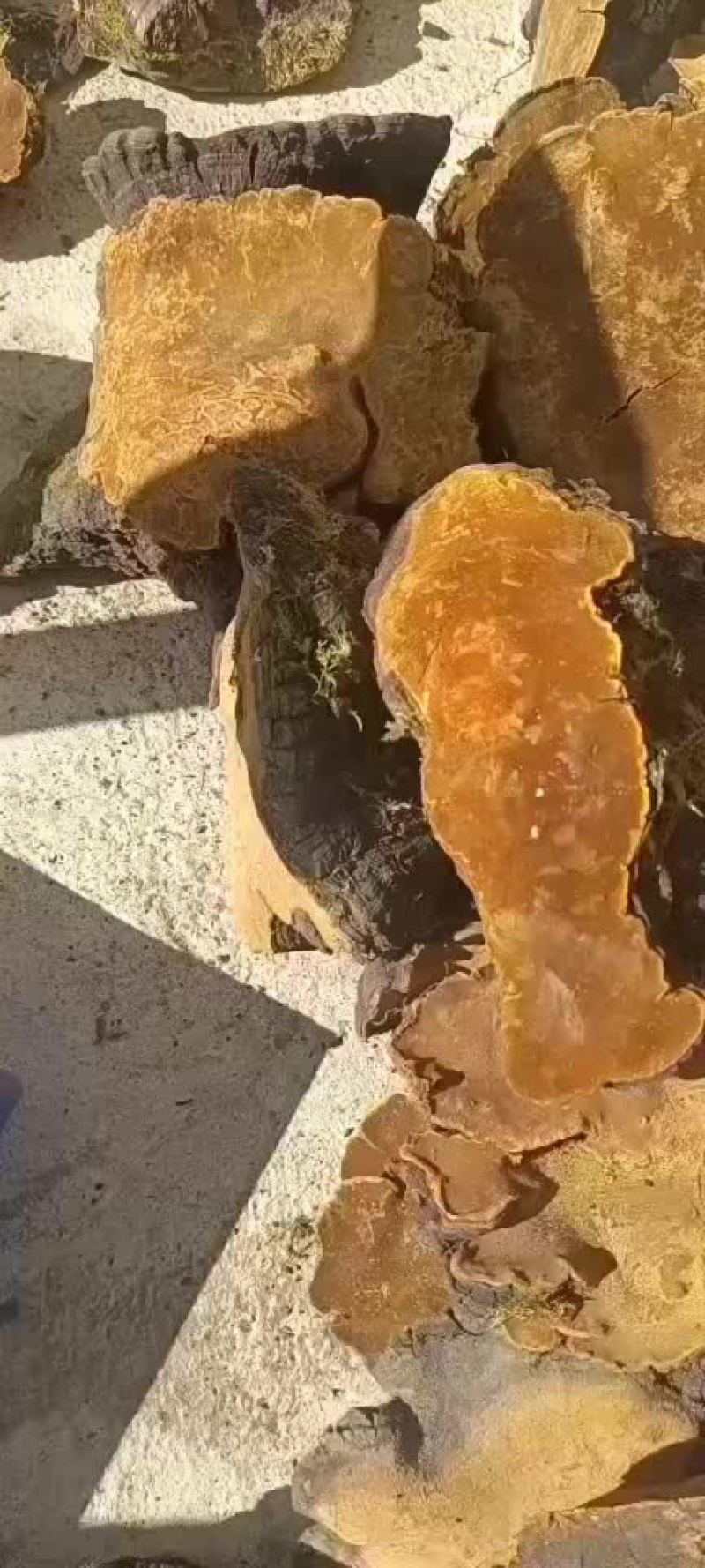 桑黄大量有货
