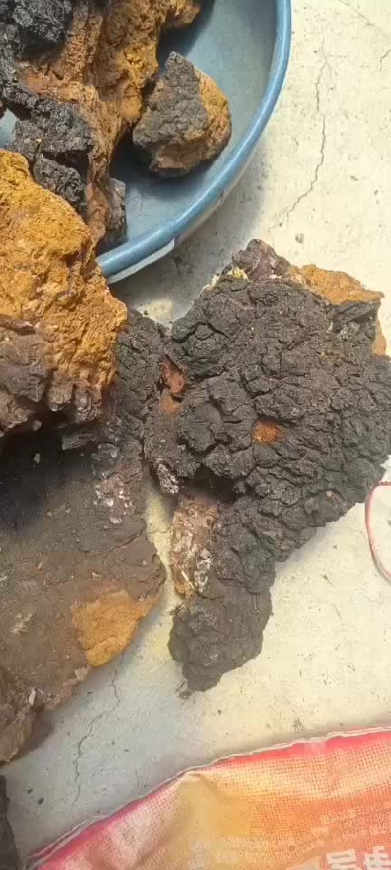 桑黄大量有货