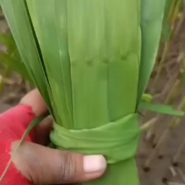 盘锦大量批发芦苇粽叶
