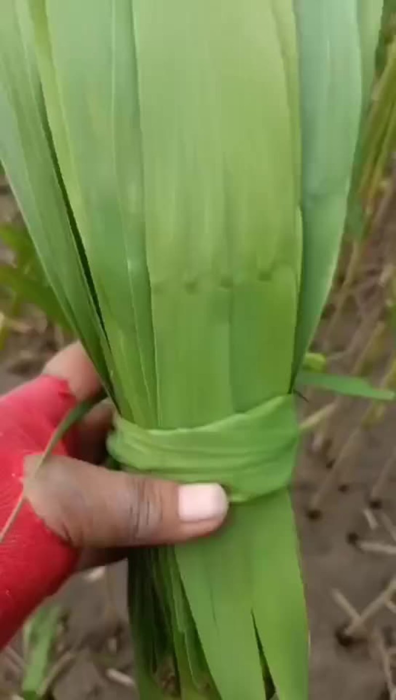 盘锦大量批发芦苇粽叶