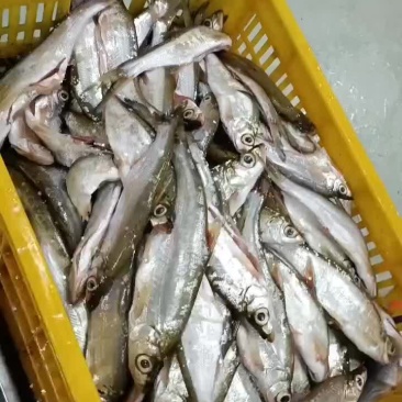 翘嘴