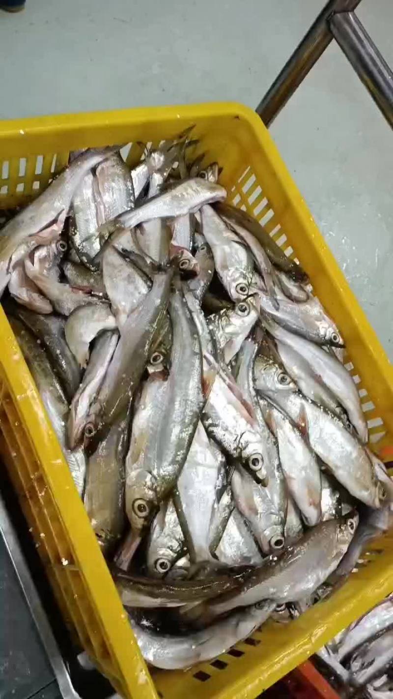 翘嘴